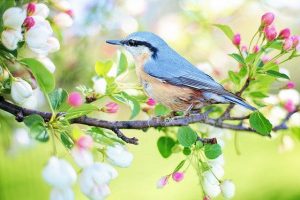 Подробнее о статье Весна — Сезонные изменения в природе