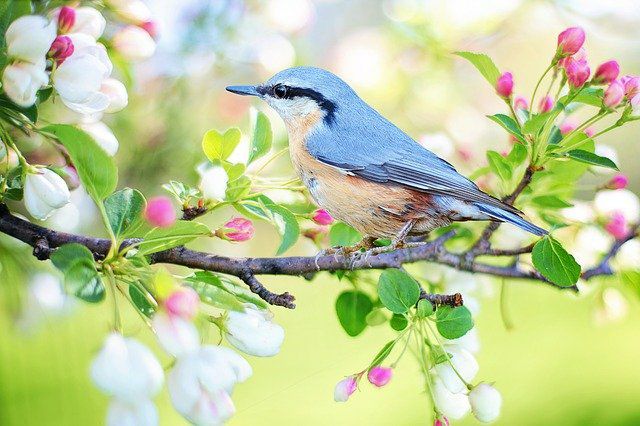 Вы сейчас просматриваете Весна — Сезонные изменения в природе